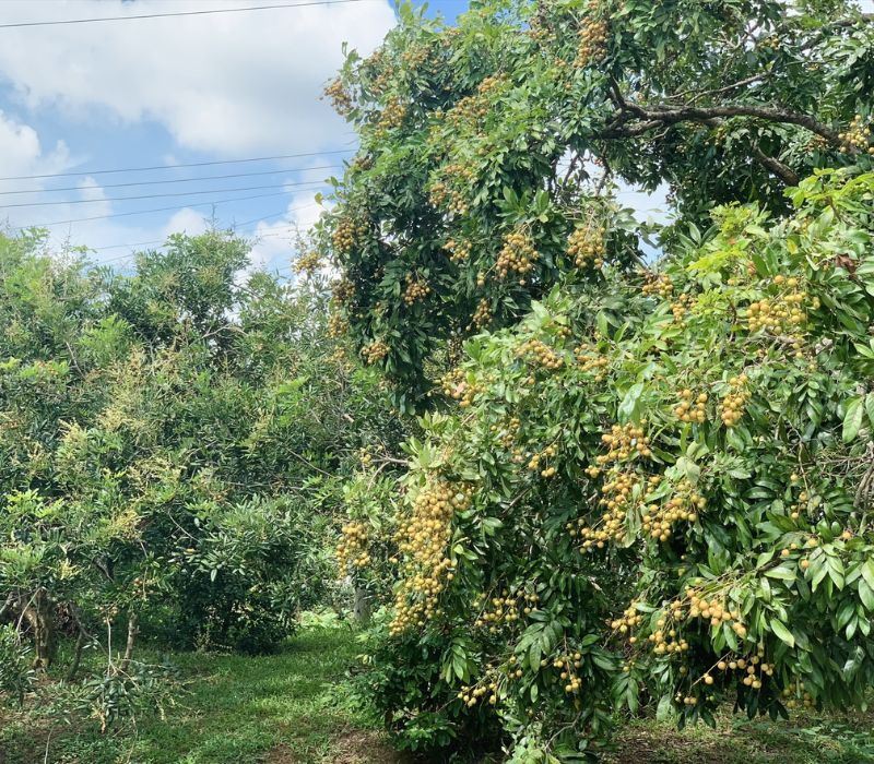 Embrace the vibrant spirit of Soc Trang Travel adventures